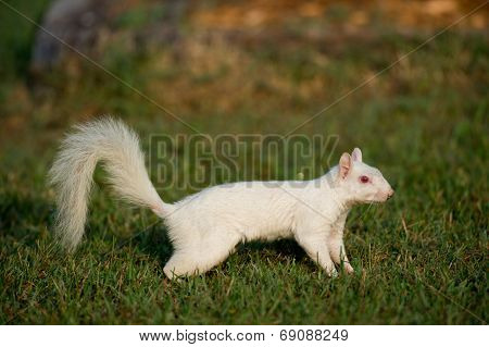 White Squirrel In The Grass