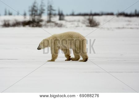 Polar Bear