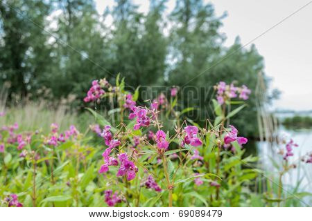 Violet Blooming Himalayan Balsam From Close