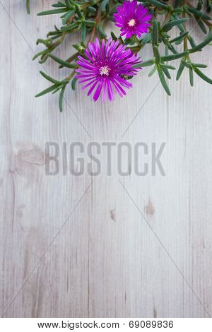 Lampranthus (ice Plant) Flowers On Wood Background