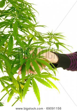 Woman's hand holding the leaves of a cannabis plant