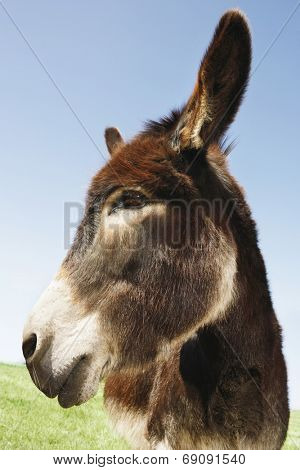 Closeup of a donkey in field against blue sky