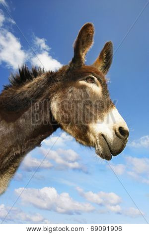 Closeup of a donkey against sky and clouds