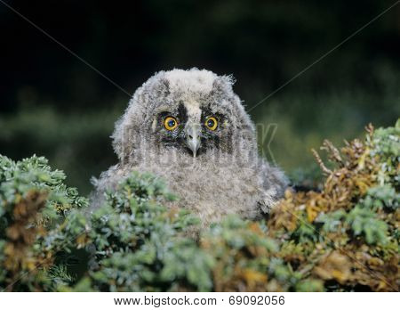 Owlet