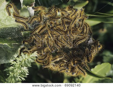 Tent Caterpillars