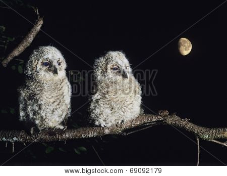 Two Owlets Perching on Tree Branch