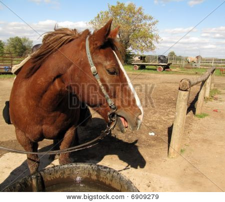 Testa di un cavallo marrone