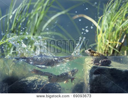 Frogs in Pond