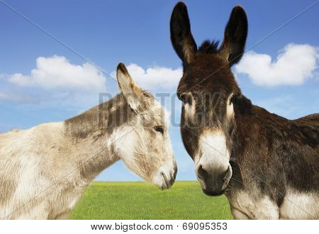 Closeup of white and brown donkeys in the field against sky