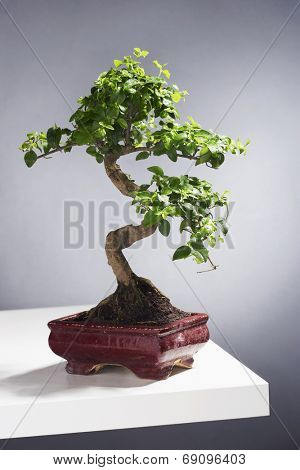 Bonsai Tree