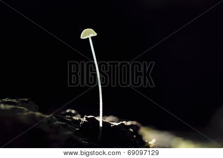 dandelion