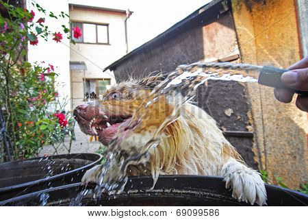 Dog Dodge Before Water Stream From Garden Hosepipe