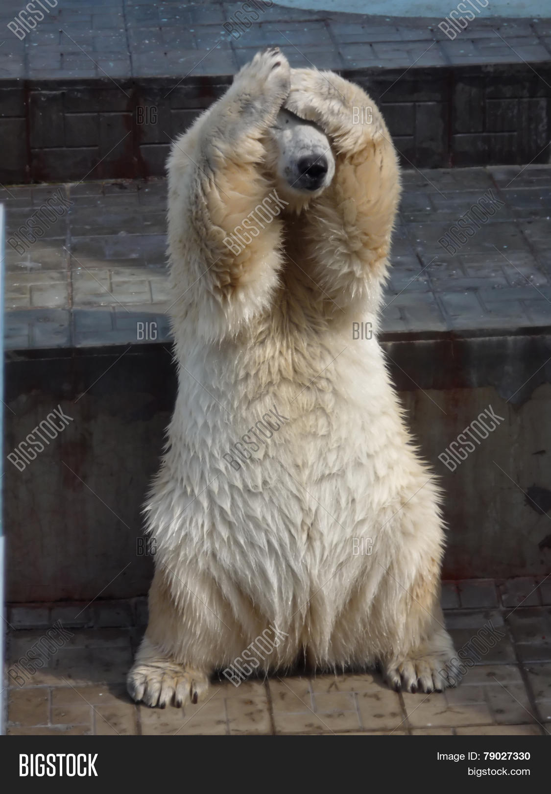 Polar Bear Zoo Hides Image & Photo (Free Trial) Bigstock