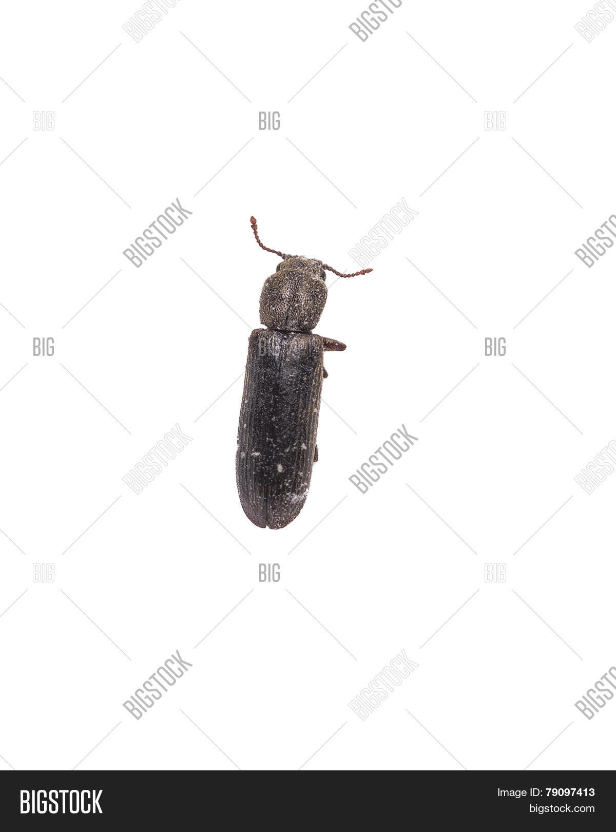 Powder Post Beetle Image & Photo (Free Trial) Bigstock