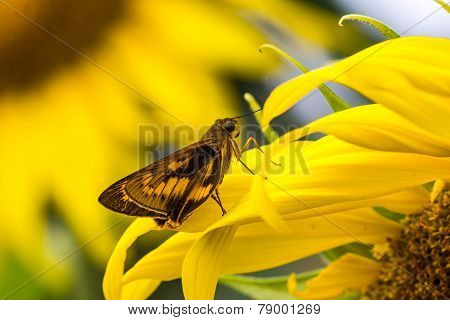 Bush Hopper Butterfly (hesperiidae: Ampittia Dioscorides) On Sunflower