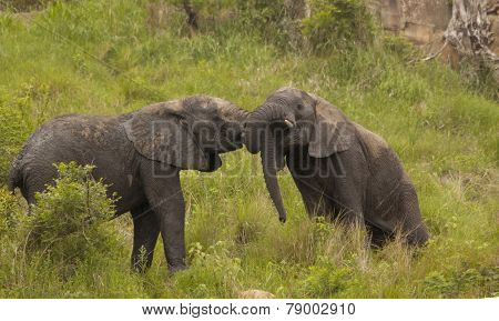 Two young male elephants play fighting.