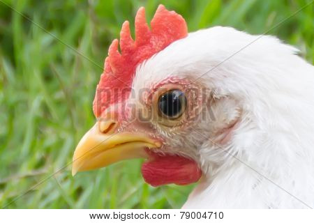 Close up of a White Chick on green grass