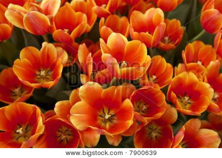 ดอกไม้ดอกทิวลิป