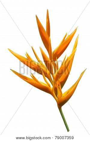 Yellow Parakeet Flower