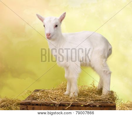 Ten days old little white baby milk goat