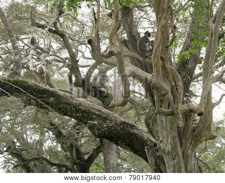 Toque Macaque Monkeys