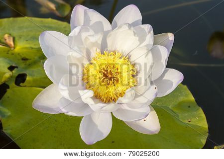 Lotus Flower