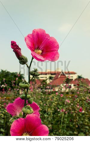 Pink Flower