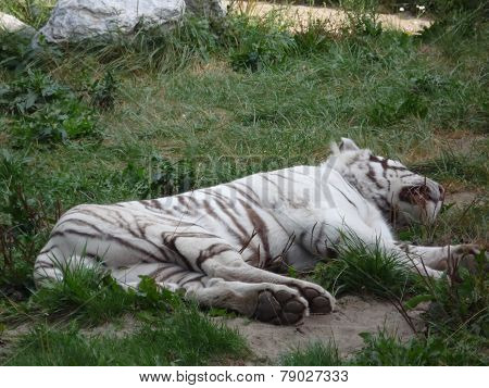 sleep white tiger in the Siberian zoo