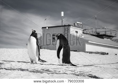 penguins standing on the hills covered with snow in Antarctica
