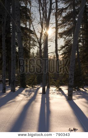 Baum Schatten