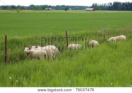Grass Is Greener for Sheep on a Field