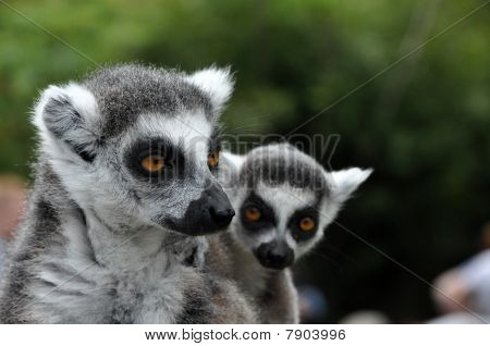 Catter Lemur apor