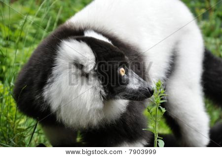 Nyfiken Vari Lemur