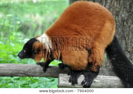 Eulemur Vari