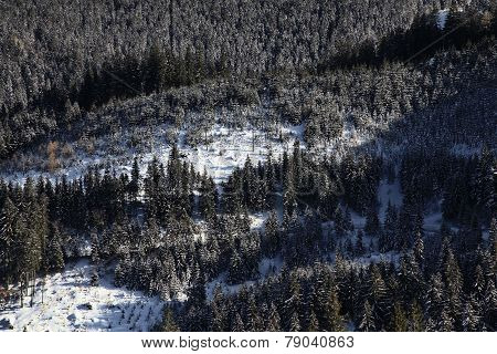 Winter forest