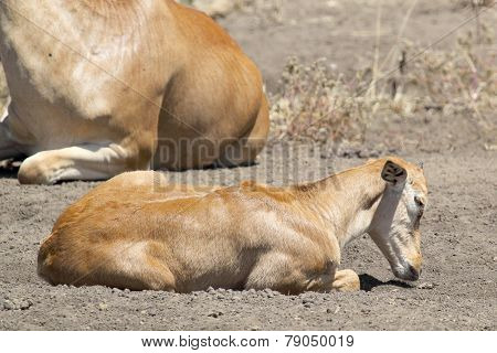 Calf Of Hartebeest