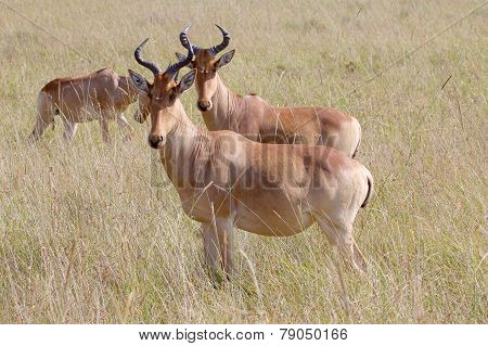 Hartebeests In Serengeti National Park, Tanzania