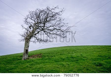 walking towards helford passage in cornwall england uk. With a lone tree set on the horizon
