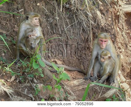 Toque Macaques