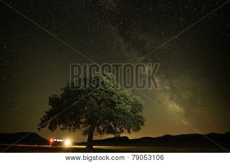 lonely tree on field under the night sky, Dobrogea, Romania