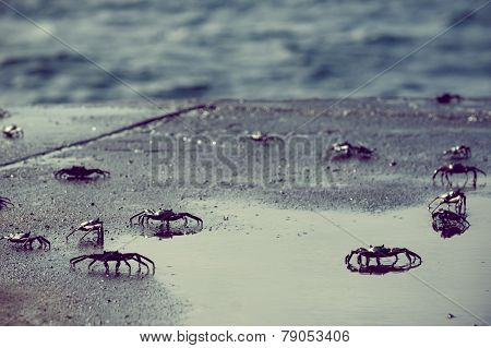 small crabs along the coast in galapagos island