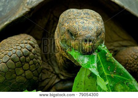 galapagos turtle in floreana island