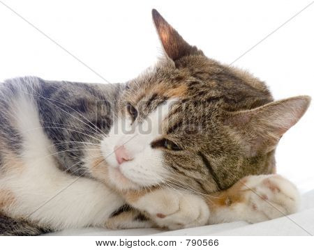 Drowsing macska