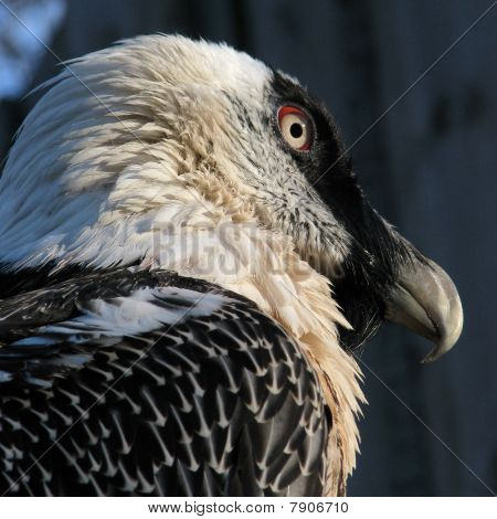 Skæggede Grib