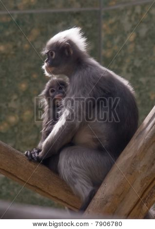 Scimmia dusky foglia
