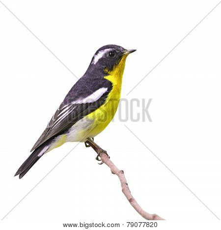 Beautiful Colorful Bird