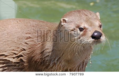 カワウソ