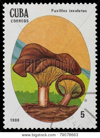 Mushroom