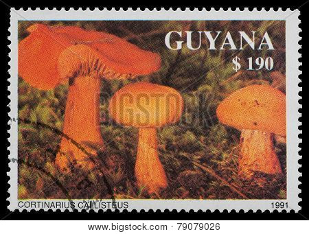 Mushrooms