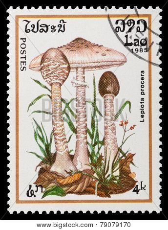 Mushrooms